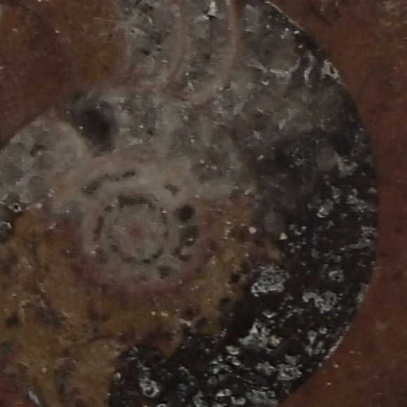 Ancient Ammonite Fossil Relic Molluscs Cephlapods Devonian Period Prehistoric - Picture 3 of 3